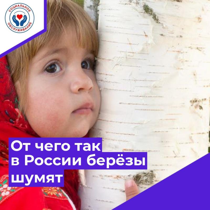  От чего так в России берёзы шумят 